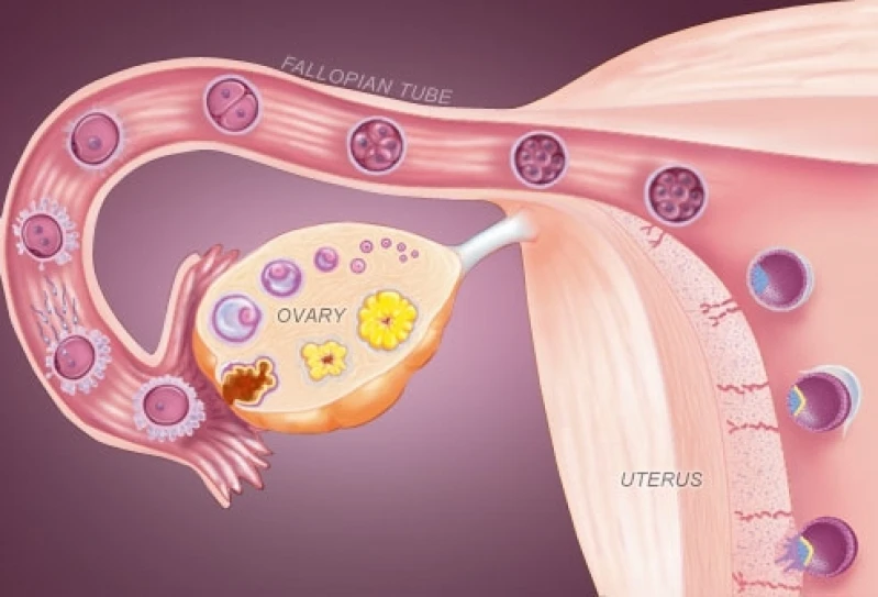 clínicas de fertilizações clínicas de fertilizações